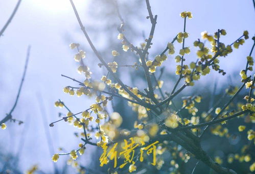 春寒料峭中的温暖故事：他用行动诠释坚韧