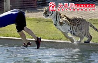 昨夜梦中老虎追逐，他竟选择直面恐惧