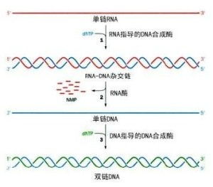 了解抗双链DNA抗体检测:dsDNA-Ab 科普指南