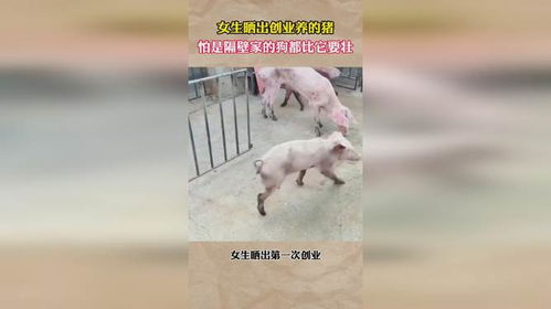 女子家养300斤的猪：比狗好养，她的故事让人感叹