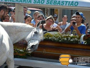 跳江救人白马主人获赠新白马：英雄与白马的故事