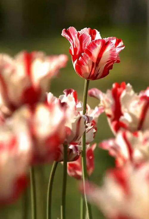 手机怎么拍花草好看？成都王老师摄影来教你