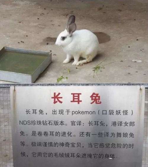 河南一动物园售卖老虎毛事件：30元一份，背后真相竟是这样！