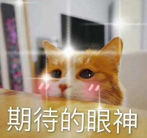 我开学了，你定档了：一场关于青春与成长的奇妙碰撞