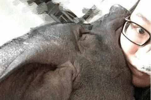 女子养宠物猪 一年时间长到300多斤：爱与责任的奇妙旅程