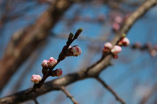 初春的邂逅：一只鸟儿带来的生命启示