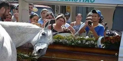 白马离世，主人醉酒痛哭：一场英雄与马的感人故事