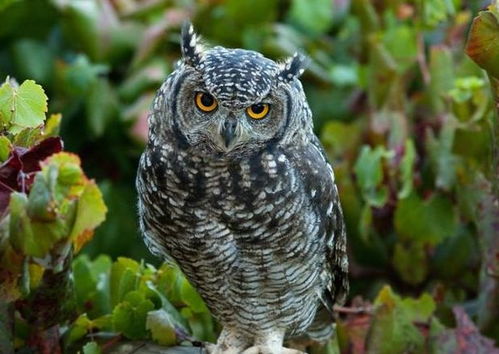 多邻国猫头鹰去世：一只小生命的告别与我们的思考