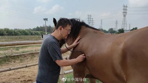 下水救人的白马不幸离世：一个关于生命与勇气的故事