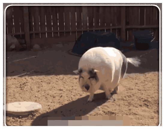 女子把猪当宠物养在家里，一年时间从巴掌大的小猪长到300多斤