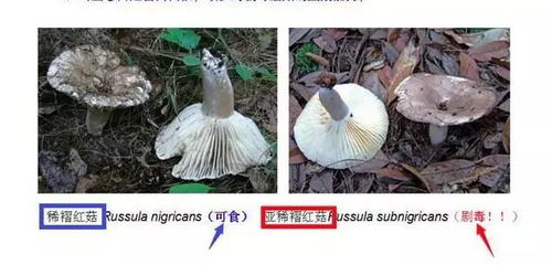 沙地里的蘑菇科普：跟着无穷小亮一起探索自然奥秘