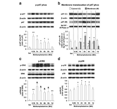 无蛋白封闭液，WB实验中的秘密武器