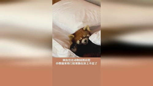 男子住动物园酒店被小熊猫咬伤：一场与动物亲密接触的意外