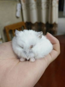 仓鼠滴眼药水后懵了？我的亲身经历告诉你真相