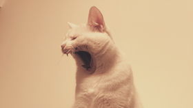 捣蛋猫咪：一只小猫带来的生活哲学