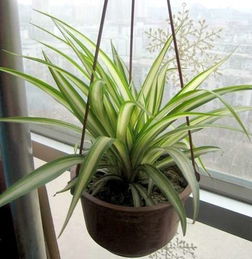 吊篮与吊兰：生活中的小确幸