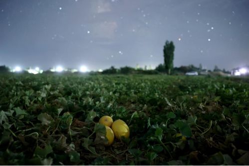 星光密语：一场关于创作与灵感的心灵之旅