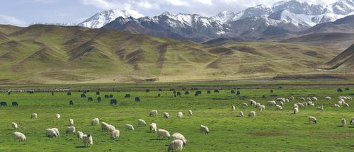 走进祁连深处：在绿水青山间感受生态奇迹
