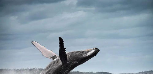 惊险瞬间：外国男子被座头鲸吞下后奇迹生还