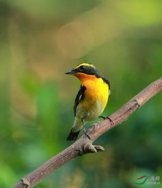 中国发现政和八闽鸟：改写鸟类演化史的奇迹