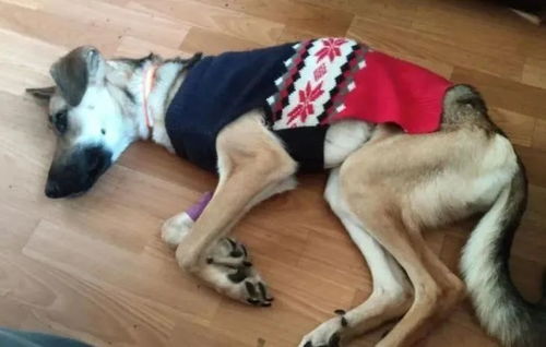 泪别英雄白马：白龙离世后的自责与怀念