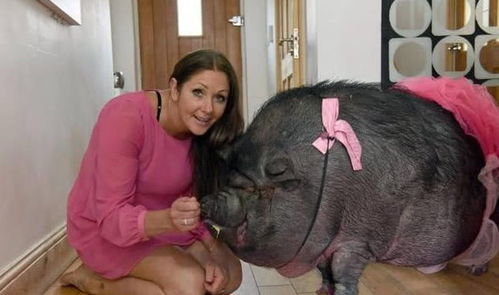 女子养的宠物猪一年长到300多斤：从萌宠到巨兽的心路历程