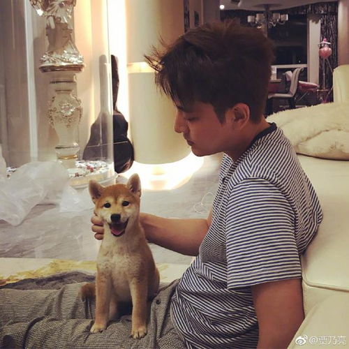 贾乃亮晒狗辟谣：一场关于爱与误解的澄清