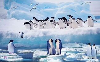 我的画，怎么去南极？