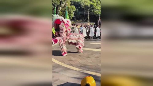 8岁舞狮女孩林熙悦：从路边练习到春晚C位的励志故事