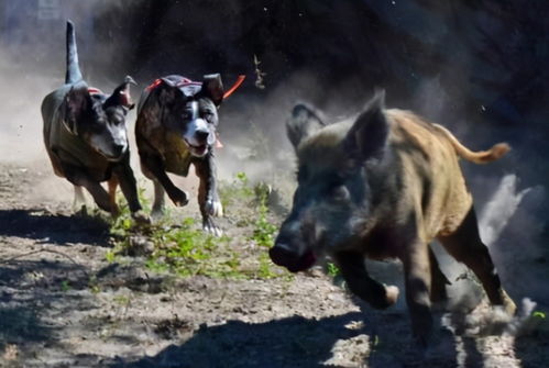 野猪泛滥成灾，村民无奈只能放狗驱赶：人与自然的矛盾如何破解？