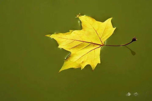 风起晨时，叶枯黄：那些年，他等过的人