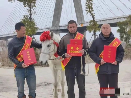 英雄白马“白龙”离世：一场人与马的生命接力