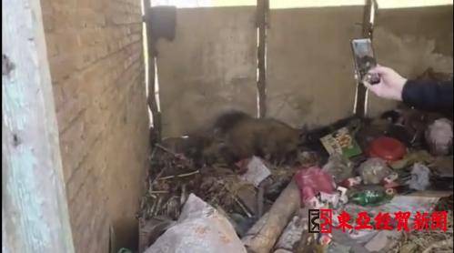 陕西汉中：野猪进村伤人被警方击毙，目击者讲述惊魂时刻