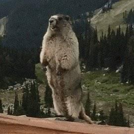 《哪吒2》带火土拨鼠，网友纷纷晒合照，土拨鼠是老鼠吗？和土拨鼠接触可能存在哪些风险？