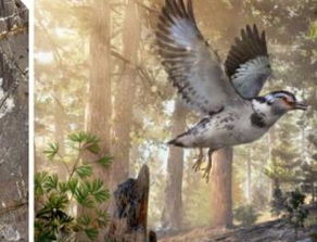 中国科学家在福建发现最早鸟类，揭开远古生命奥秘