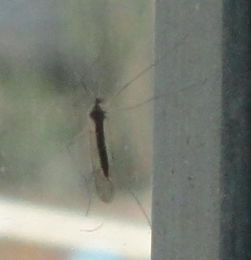 为什么昆虫是6足，而哺乳动物没有进化成6肢？