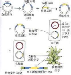 农杆菌侵染拟南芥的转化方法：从实验室到田间的故事