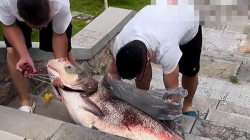 钓友钓到40斤大鱼 挂摩托车上炫耀：这是属于他的荣耀时刻