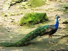 孔雀记（卷十三）：在简书上寻找灵魂的共鸣