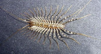 卧室里有蚰蜒还能安心睡觉吗？