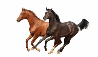 EDG粉丝力挺康康：假赛狗别蹭热度，真相到底是什么？