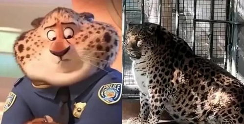 从“豹警官”到健身达人：一个警察的减肥奇迹