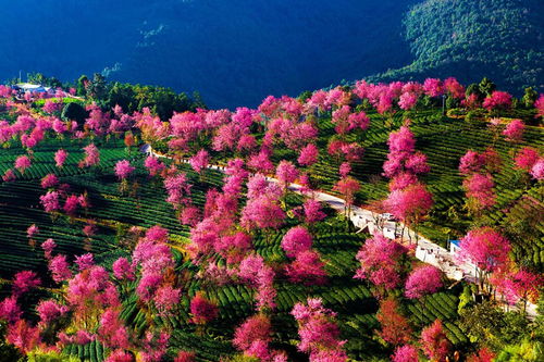 云南看春：一场与春天的浪漫约会