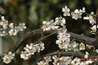 春花簇拥树芬芳：一场与春天的浪漫邂逅