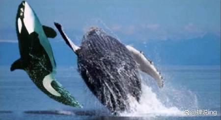 如果蓝鲸被虎鲸和鲨鱼盯上，它真的只能坐以待毙吗？