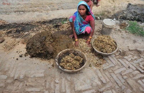 牛粪地里的“别样冒险”：一次意想不到的乡村奇遇