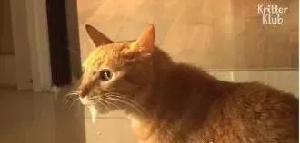 猫の纸片：向阳之恋的温暖故事