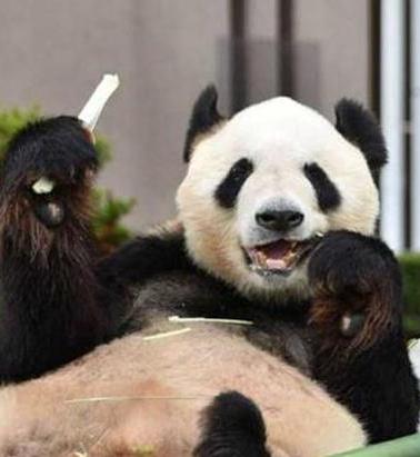 大熊猫永明离世：一段跨越国界的温馨回忆