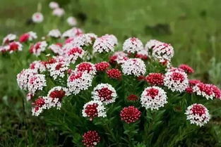 于荒芜处，寻繁花盛开：在时光中找到真实的自己