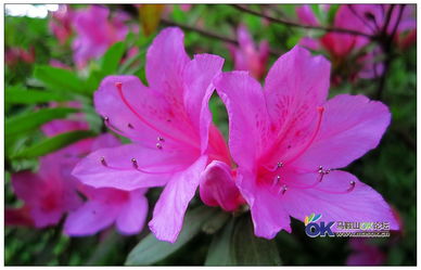 鹃城又开杜鹃花：在历史与现代中绽放的巾帼英姿